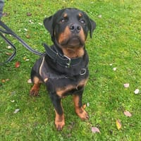 Adès, chien à adopter