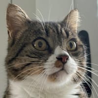 FIGARO, chat à adopter