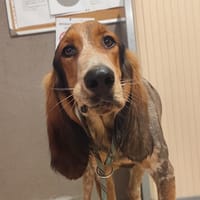 Vincœur, chien à adopter