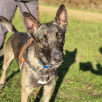 Yuno, chien à adopter