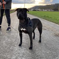 LOLA, chienne à adopter