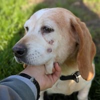 JESSY QCN, chienne à adopter