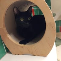 FELINE PAB28322, chatte à adopter