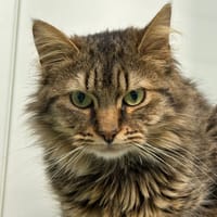 Myrrha, chatte à adopter