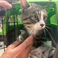 BOUBOUILLE, chat à adopter