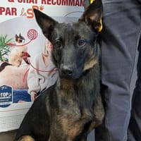 DENVER, chien à adopter