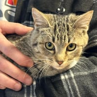 NOUKA, chatte à adopter