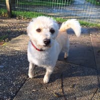 BALLOU, chien à adopter