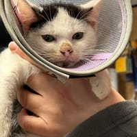 DOMINO, chat à adopter