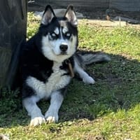 TYSON QCN, chien à adopter