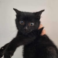 MAYA, chatte à adopter