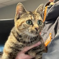 ATHENA, chatte à adopter