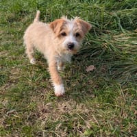 Suky [Chiot], chienne à adopter