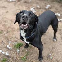 HARLEY, chien à adopter