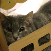 Chipie, chatte à adopter