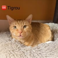 Tigrou Bis, chat à adopter