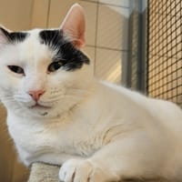 OPI, chat à adopter