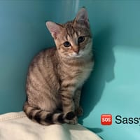 Sassy, chatte à adopter
