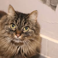 Pitchoune, chatte à adopter