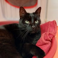 CACHOU, chat à adopter