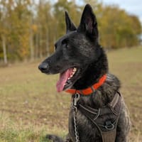 REIKO, chien à adopter