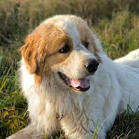 TAO, chien à adopter