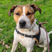 SAPHYR, chienne à adopter