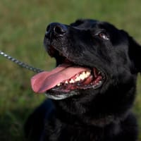 NARCOS, chien à adopter