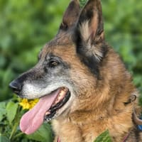 JUNIOR, chien à adopter