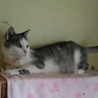 Janina, kotka do adopcji