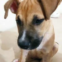 Le Beau Wendy, chien à adopter