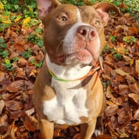 TATUM, le grand sportif !, chien à adopter