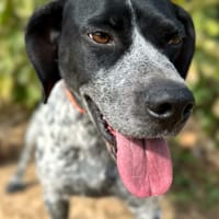 MARIO (Animalea), chien à adopter