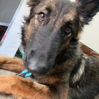 NEIRA (Maria), chienne à adopter