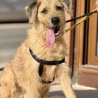 ROLY (Maria), chien à adopter