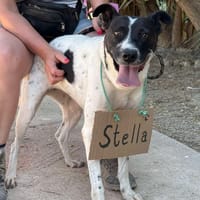 STELLA (Maria), chienne à adopter