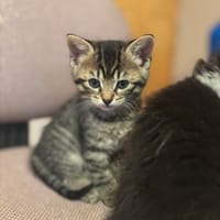 Misty, chatte à adopter