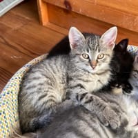 aphra, chatte à adopter