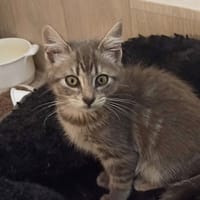 Chipie, chatte à adopter