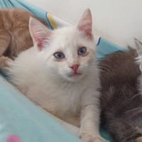 Guizmo, chat à adopter