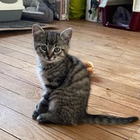 alphy, chat à adopter