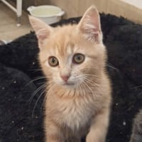 Mogwai, chat à adopter