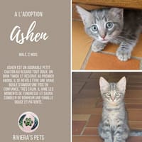 Ashen, chat à adopter