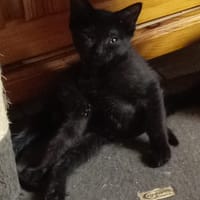 munch, chat à adopter