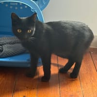 benny, chat à adopter