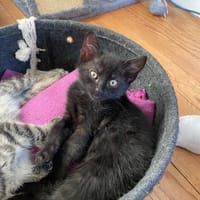 acko, chat à adopter