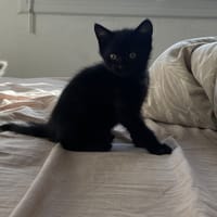 abysse, chatte à adopter