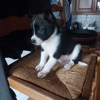 Freya, chienne à adopter