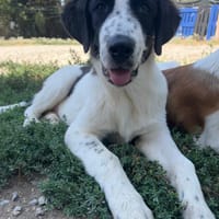 Lazlo, chien à adopter