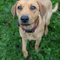 Dixy lla joyeuse et dynamique louloute, chienne à adopter